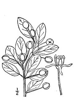 Nemopanthus mucronatus Mountain Holly Nemopanthus mucronatus Mountain Holly