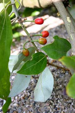 Neolitsea sericea Neolitsea sericea