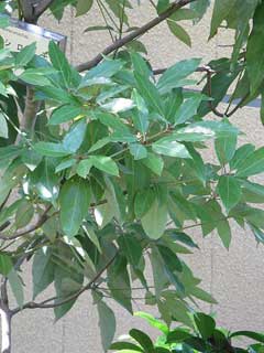 Neolitsea sericea Neolitsea sericea