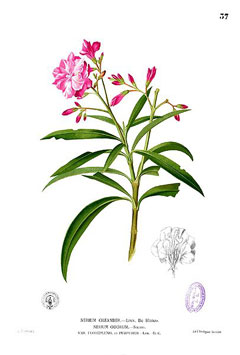 Nerium_oleander Oleander, Rose Bay