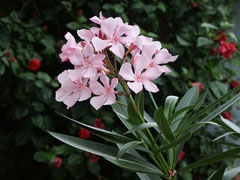 Nerium oleander Oleander, Rose Bay