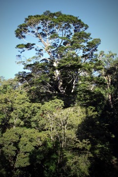 Newtonia buchananii East African Newtonia, Forest Newtonia