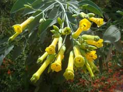Nicotiana glauca Tree Tobacco Nicotiana glauca Tree Tobacco