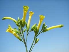 Nicotiana glauca Tree Tobacco Nicotiana glauca Tree Tobacco