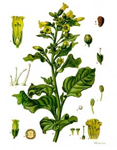 Nicotiana rustica Wild Tobacco, Aztec tobacco Nicotiana rustica Wild Tobacco, Aztec tobacco