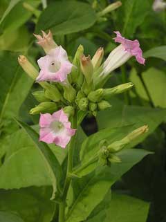 Nicotiana_tabacum Tobacco, Cultivated tobacco