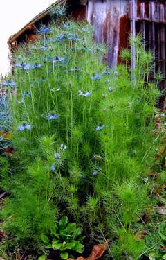 Nigella damascena Love-In-A-Mist, Devil in the bush Nigella damascena Love-In-A-Mist, Devil in the bush