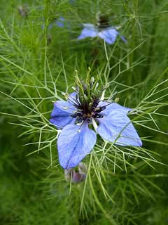 Nigella damascena Love-In-A-Mist, Devil in the bush Nigella damascena Love-In-A-Mist, Devil in the bush