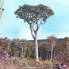 Nothofagus betuloides Nothofagus betuloides