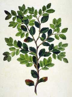 Nothofagus betuloides Nothofagus betuloides