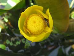 Nuphar japonicum Nuphar japonicum