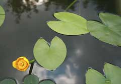 Nuphar_lutea Yellow Water Lily, Yellow pond-lily, Rocky Mountain pond-lily,  Varigated yellow pond-lily