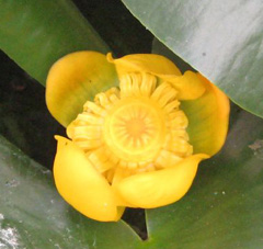 Nuphar advena Common Spatterdock, Yellow pond-lily, Varigated yellow pond-lily Nuphar advena Common Spatterdock, Yellow pond-lily, Varigated yellow pond-lily