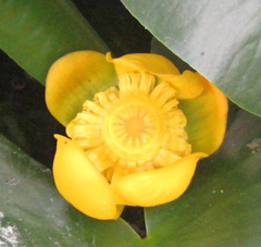Nuphar_advena Common Spatterdock, Yellow pond-lily, Varigated yellow pond-lily