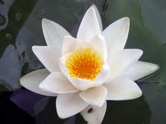 Nymphaea_alba White Water Lily, European white waterlily