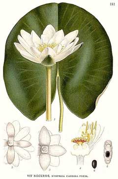 Nymphaea candida Nymphaea candida