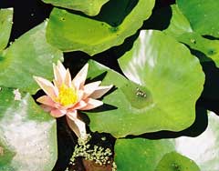 Nymphaea tuberosa Tuberous Water Lily, American white waterlily Nymphaea tuberosa Tuberous Water Lily, American white waterlily