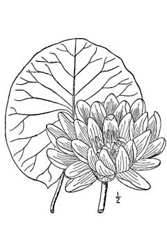 Nymphaea tuberosa Tuberous Water Lily, American white waterlily Nymphaea tuberosa Tuberous Water Lily, American white waterlily
