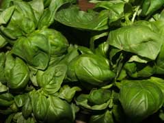 Ocimum basilicum Sweet Basil