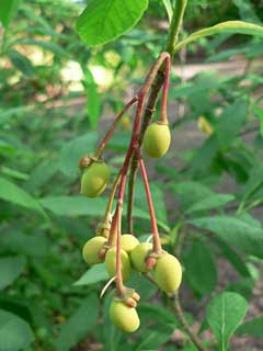 Oemleria Oso Berry, Indian plum
