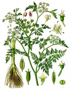 Oenanthe aquatica Water Dropwort, Fineleaf waterdropwort Oenanthe aquatica Water Dropwort, Fineleaf waterdropwort
