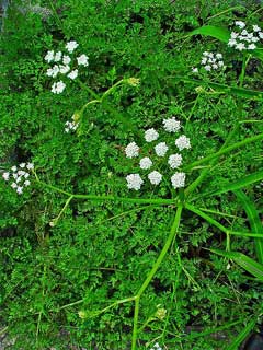 Oenanthe aquatica Water Dropwort, Fineleaf waterdropwort Oenanthe aquatica Water Dropwort, Fineleaf waterdropwort