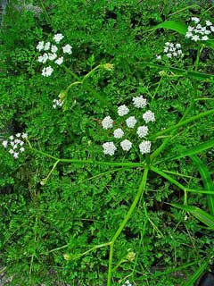 Oenanthe Water Dropwort, Fineleaf waterdropwort