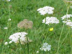 Oenanthe_pimpinelloides Meadow Parsley, Corkyfruit waterdropwort