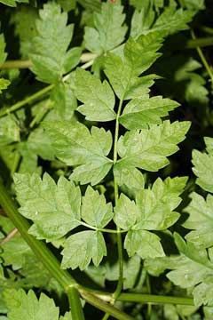 Oenanthe sarmentosa Water Dropwort,Water parsely Oenanthe sarmentosa Water Dropwort,Water parsely