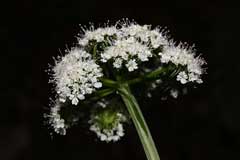 Oenanthe sarmentosa Water Dropwort,Water parsely Oenanthe sarmentosa Water Dropwort,Water parsely