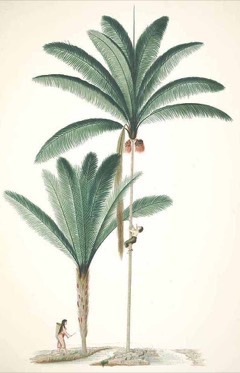 Oenocarpus_bataua Pataua Palm. Bataua