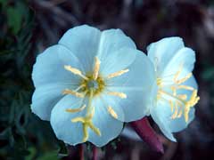 Oenothera Whitest Evening Primrose