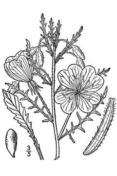 Oenothera albicaulis Whitest Evening Primrose Oenothera albicaulis Whitest Evening Primrose