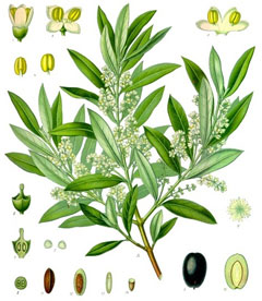 Olea europaea Olive, African olive,  European olive