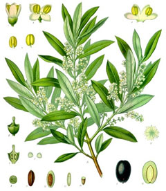 Olea europaea Olive