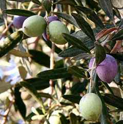 Olea Olive, African olive,  European olive