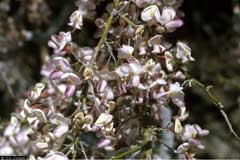 Olneya tesota Desert ironwood, Ironwood Olneya tesota Desert ironwood, Ironwood