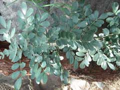 Olneya tesota Desert ironwood, Ironwood Olneya tesota Desert ironwood, Ironwood