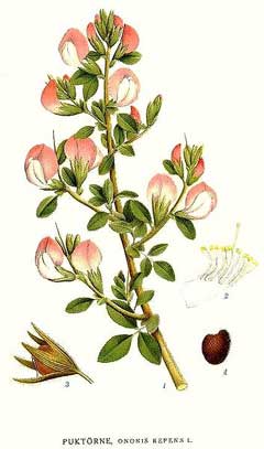 Ononis repens Rest Harrow, Common restharrow Ononis repens Rest Harrow, Common restharrow