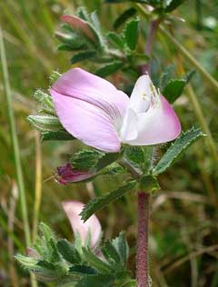 Ononis repens Rest Harrow, Common restharrow Ononis repens Rest Harrow, Common restharrow