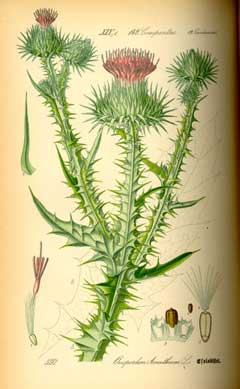 Onopordum acanthium Scotch Thistle, Scotch cottonthistle