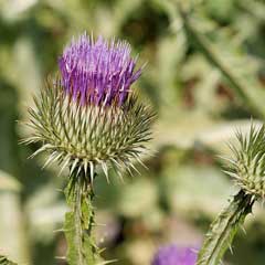 Onopordum acanthium Scotch Thistle, Scotch cottonthistle Onopordum acanthium Scotch Thistle, Scotch cottonthistle