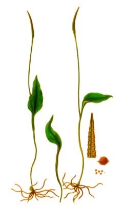 Ophioglossum reticulatum Adder