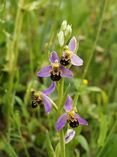 Ophrys_apifera Bee Orchid