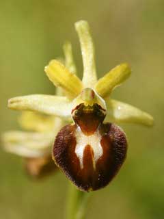 Ophrys_araneola Ophrys_araneola