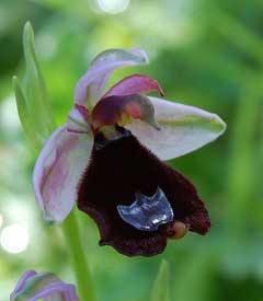 Ophrys bertolonii Ophrys bertolonii