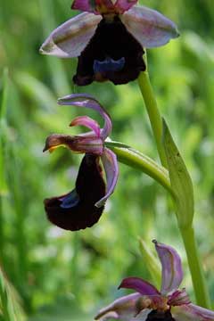Ophrys_bertolonii 