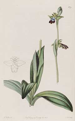 Ophrys_fusca Brown Bee Orchid