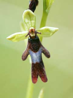 Ophrys insectifera Fly Orchid Ophrys insectifera Fly Orchid