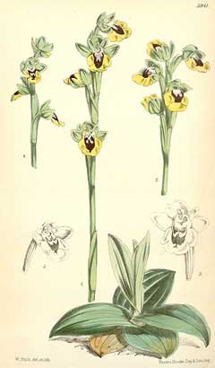 Ophrys_lutea Yellow Bee Orchid